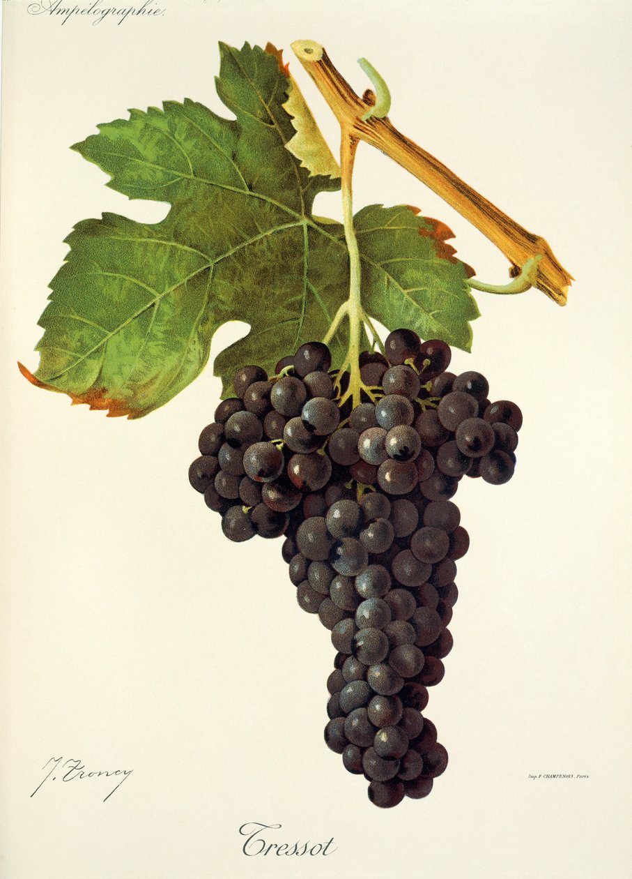 Uva Tressot de J. Troncy de Jules Troncy
