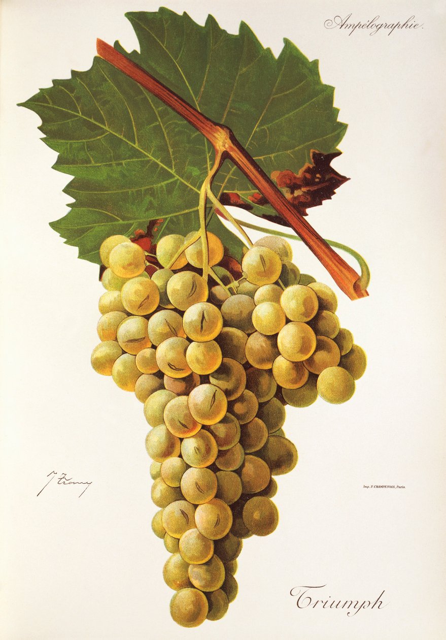 Uva Triumph de J. Troncy de Jules Troncy