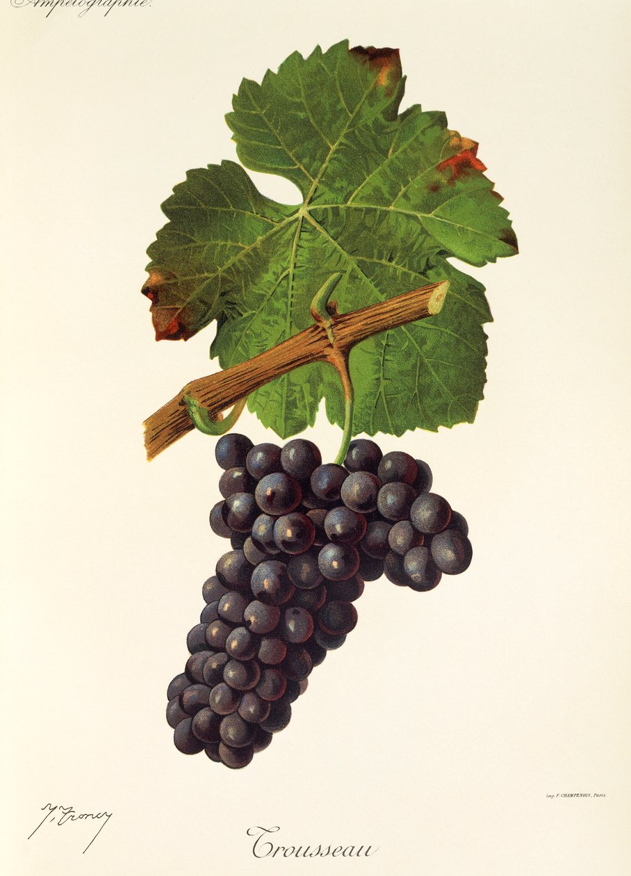 Uva Trousseau de J. Troncy de Jules Troncy