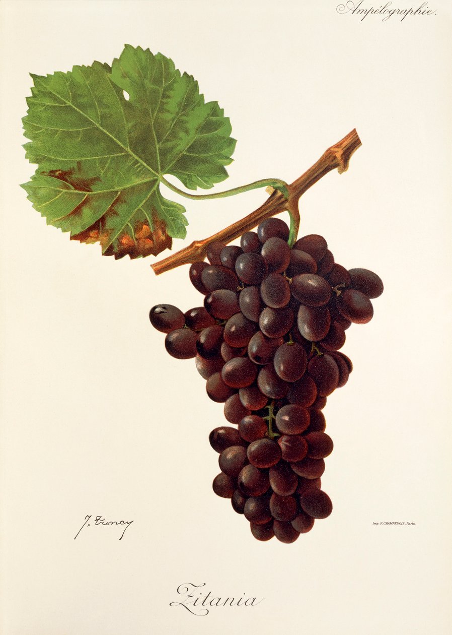 Uva Zitania de J. Troncy de Jules Troncy