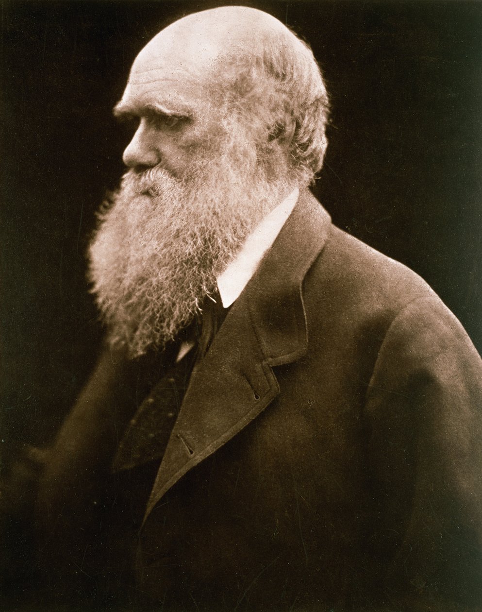 Charles Darwin, c.1870 de Julia Margaret Cameron