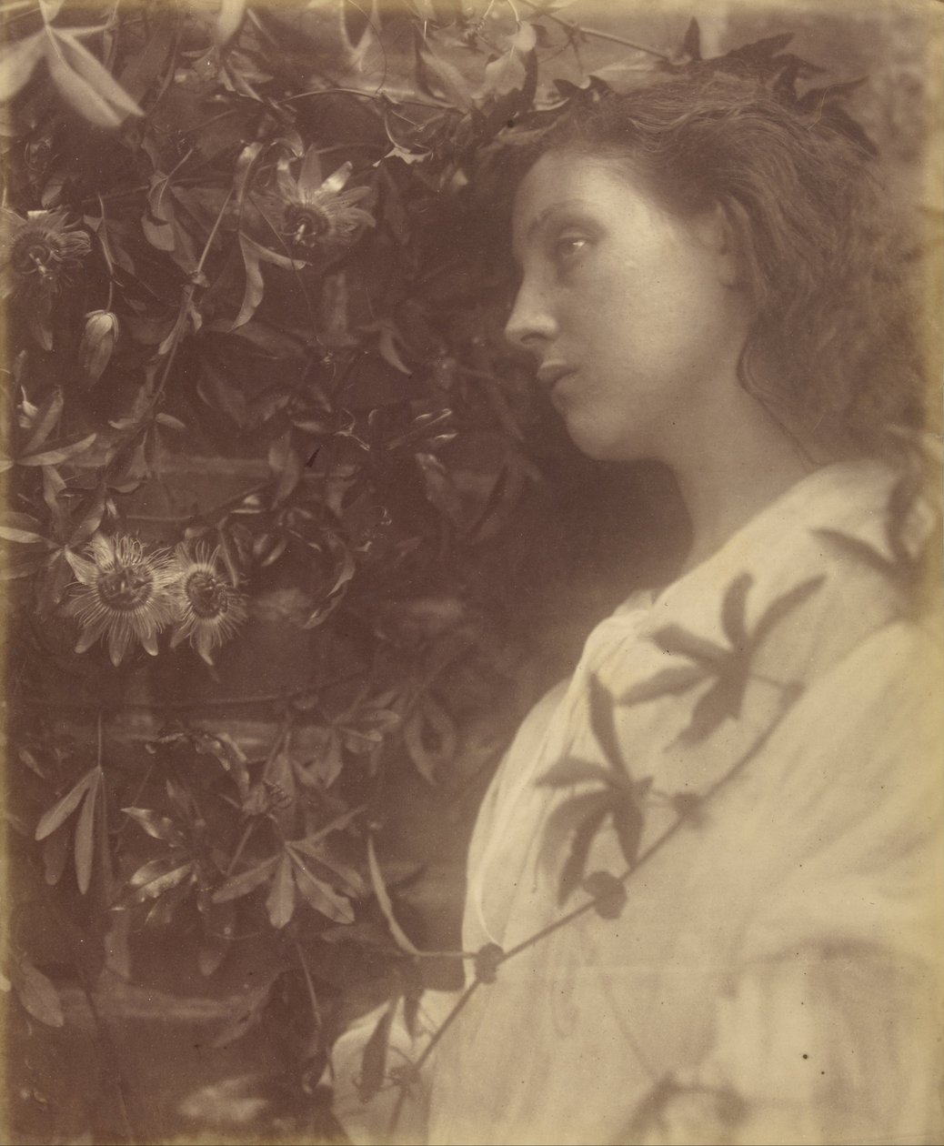 Maud Ha Caído una Lágrima Espléndida de la Flor de la Pasión en la Puerta de Julia Margaret Cameron