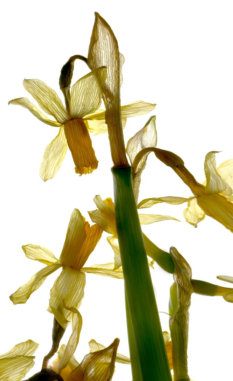 Stand de narcisos de Julia McLemore