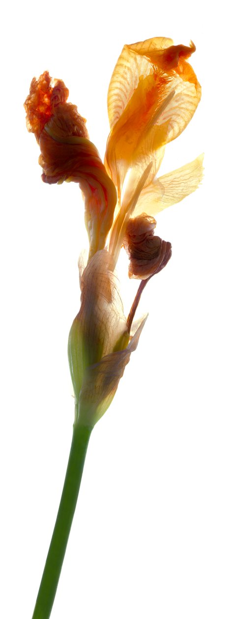 Iris amarillo, 2011 de Julia McLemore