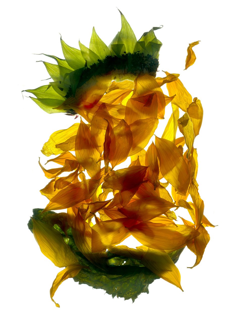 Chiquita Girasol de Julia McLemore