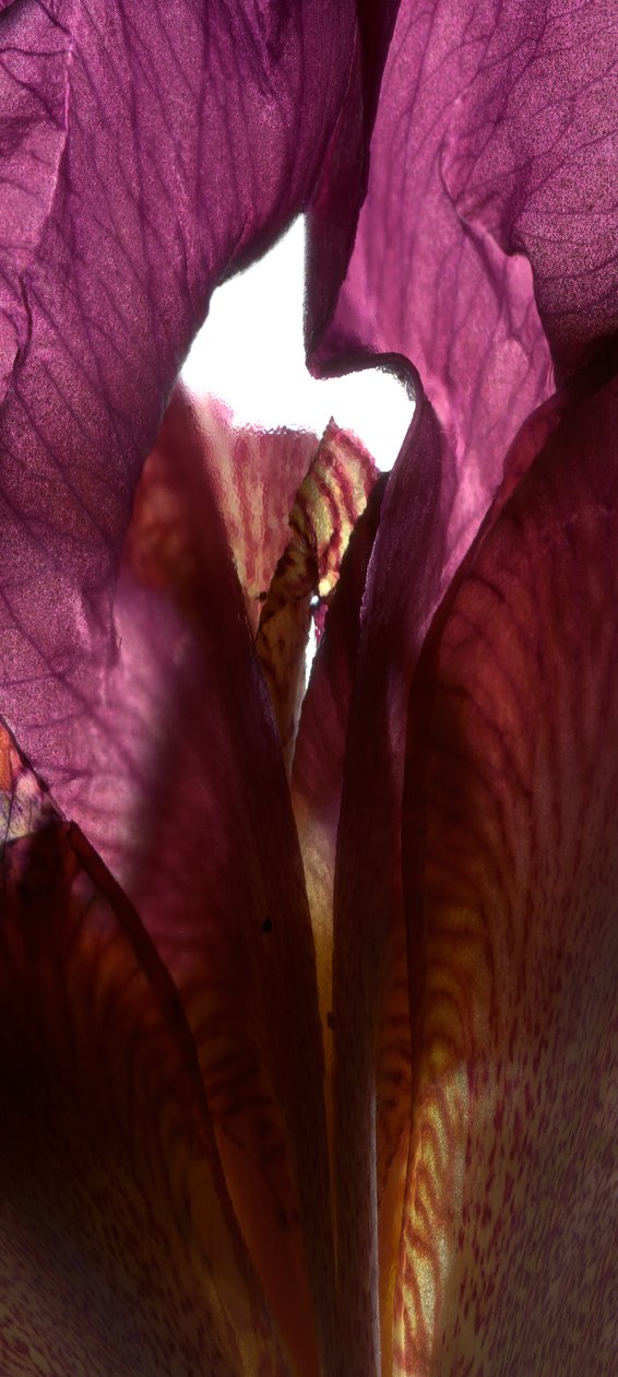 Santuario de Iris Púrpura, 2011 de Julia McLemore
