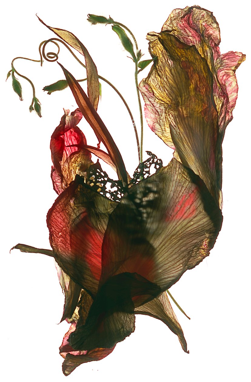 Gloria de la Mañana Canna Corazón, 2012 de Julia McLemore