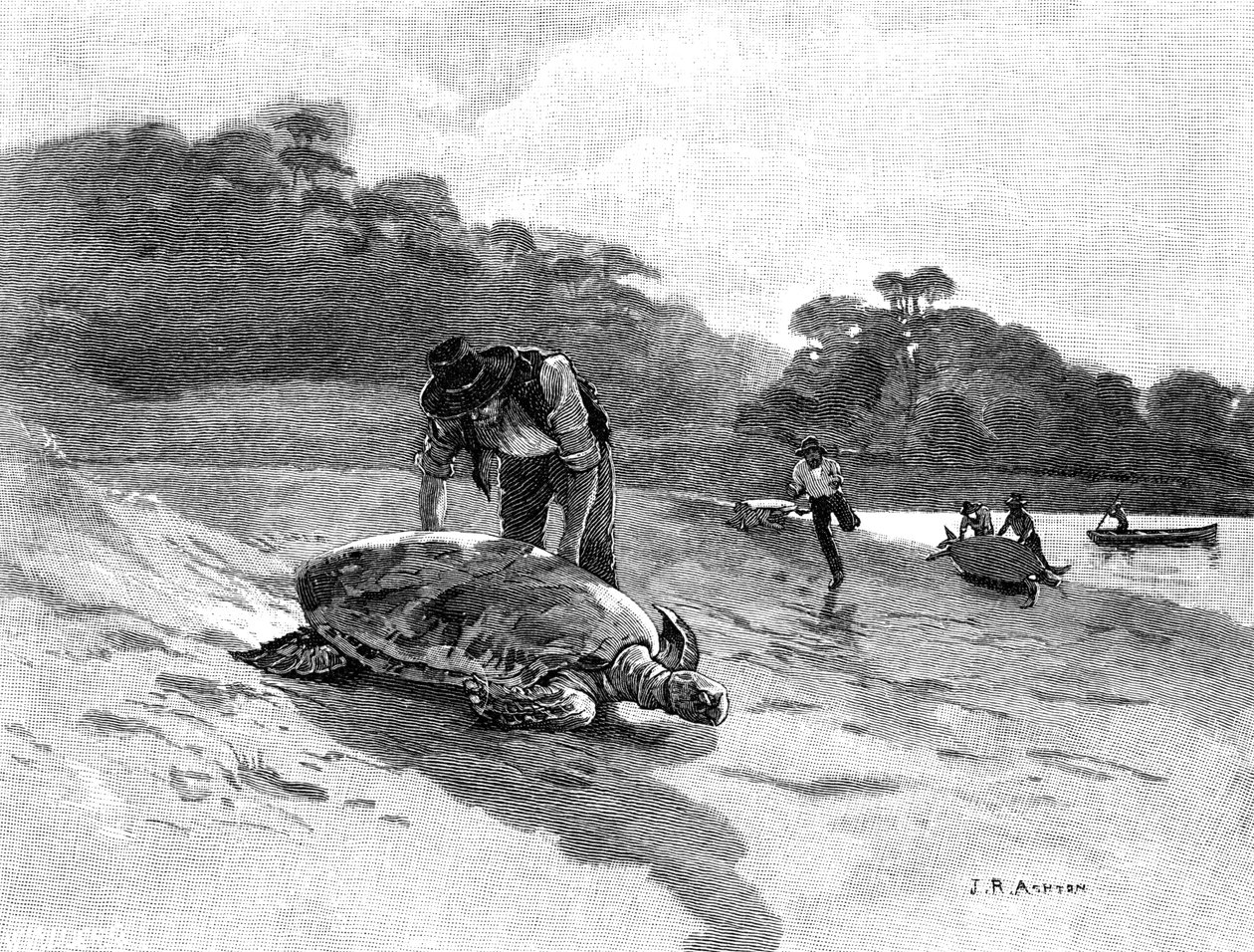 Captura de tortugas, 1886. de Julian Ashton