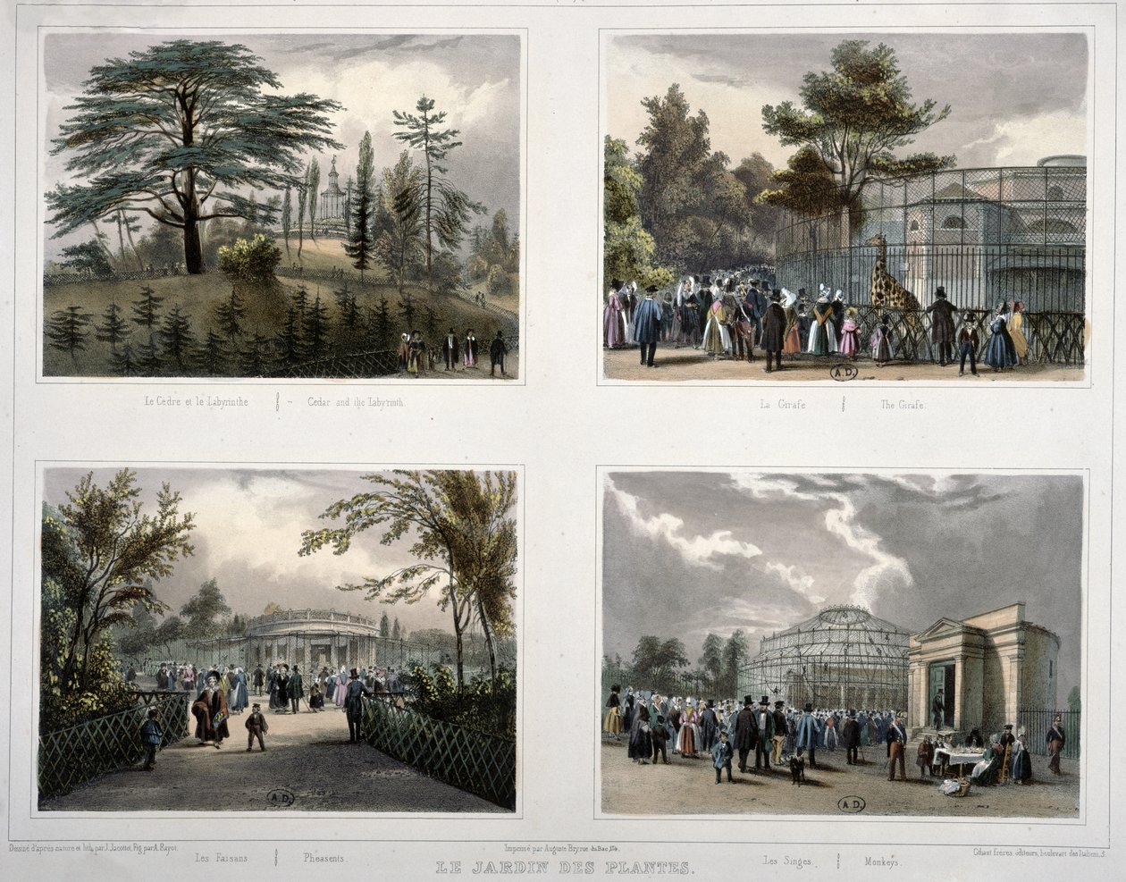 El Jardin des Plantes en París: Cedro y el Laberinto, La Jirafa, Faisanes, Monos de Jean Jacottet