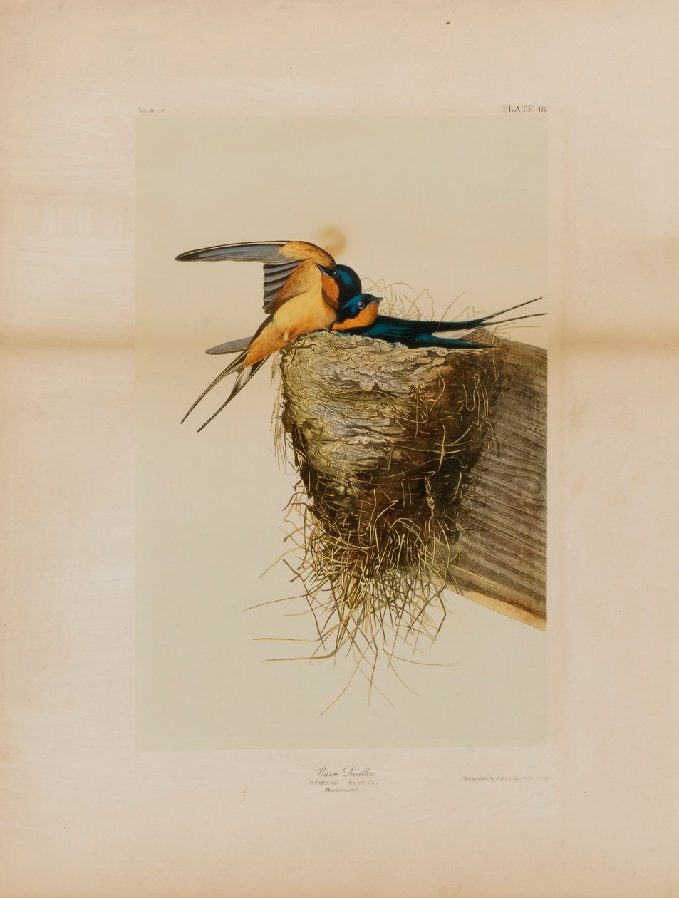 Golondrina común de Julius Bien