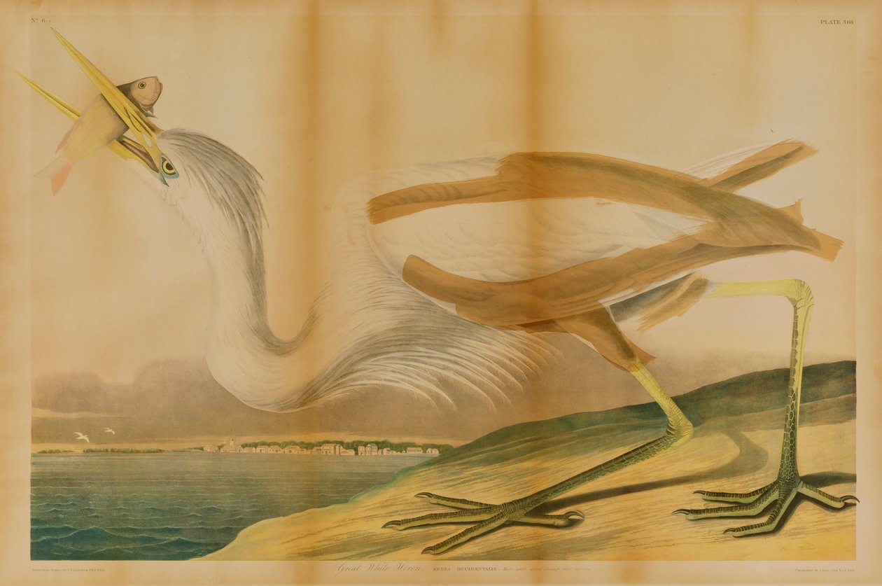 Garza blanca de Julius Bien