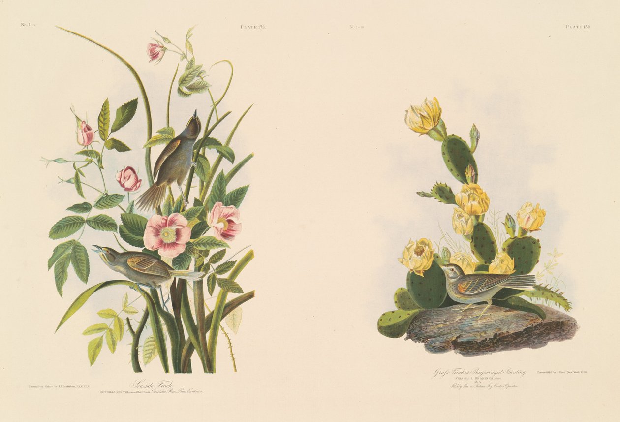 Pinzón costero; y Pinzón de Grafs o Emberiza de alas bayas de Julius Bien after John James Audubon