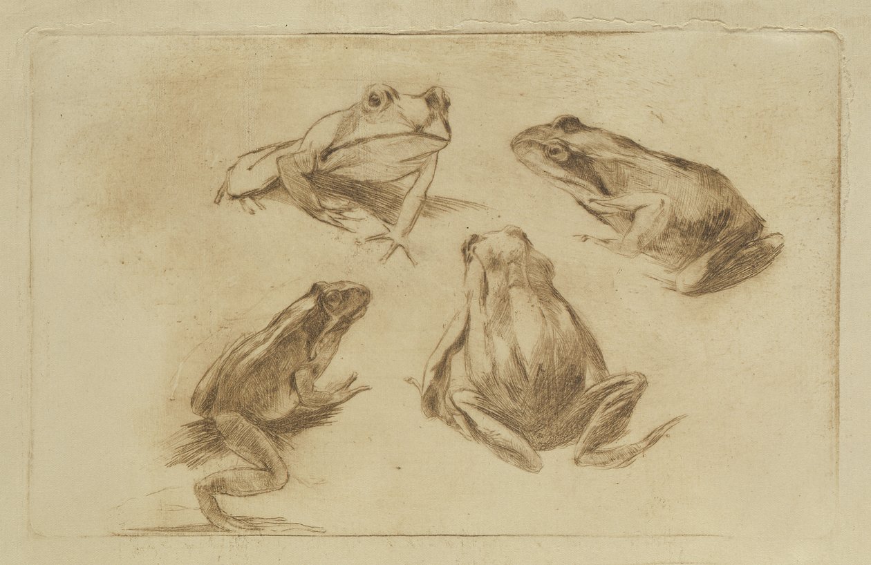 Ranas de Julius Wohlers