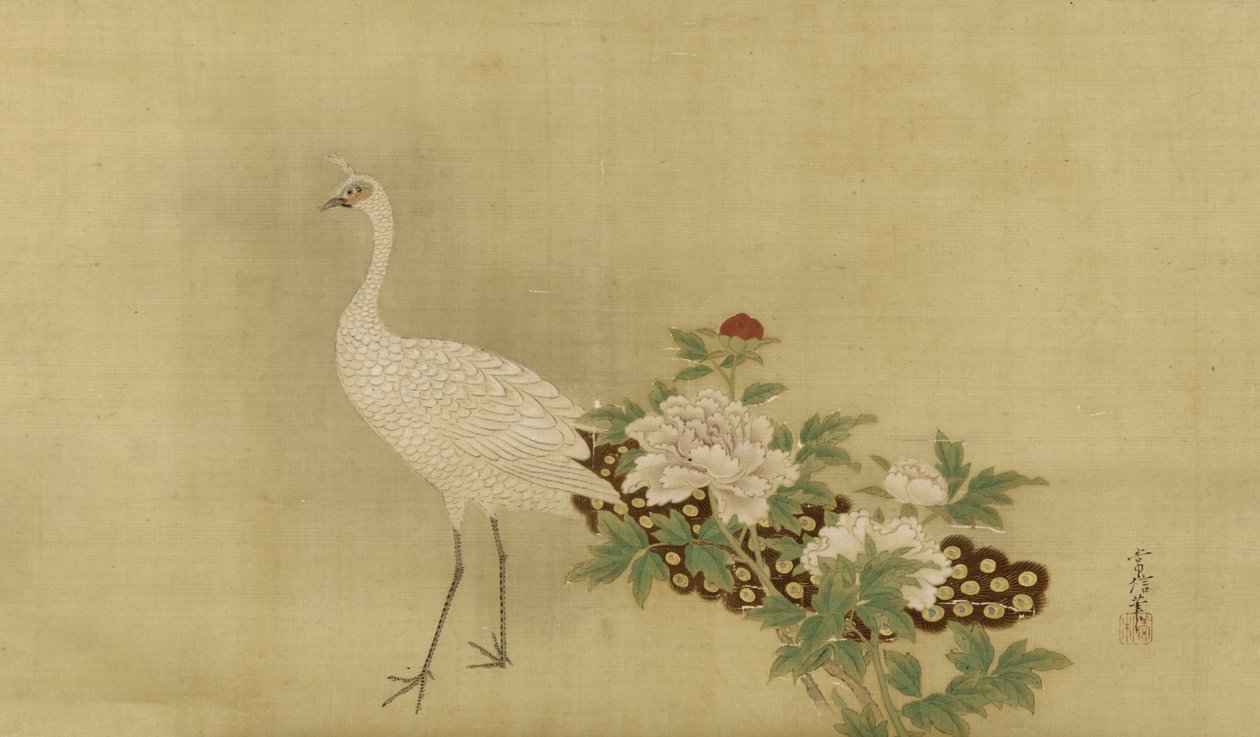Pavo real blanco y peonías, período Edo, mediados del siglo XVII-principios del siglo XVIII de Kano Tsunenobu