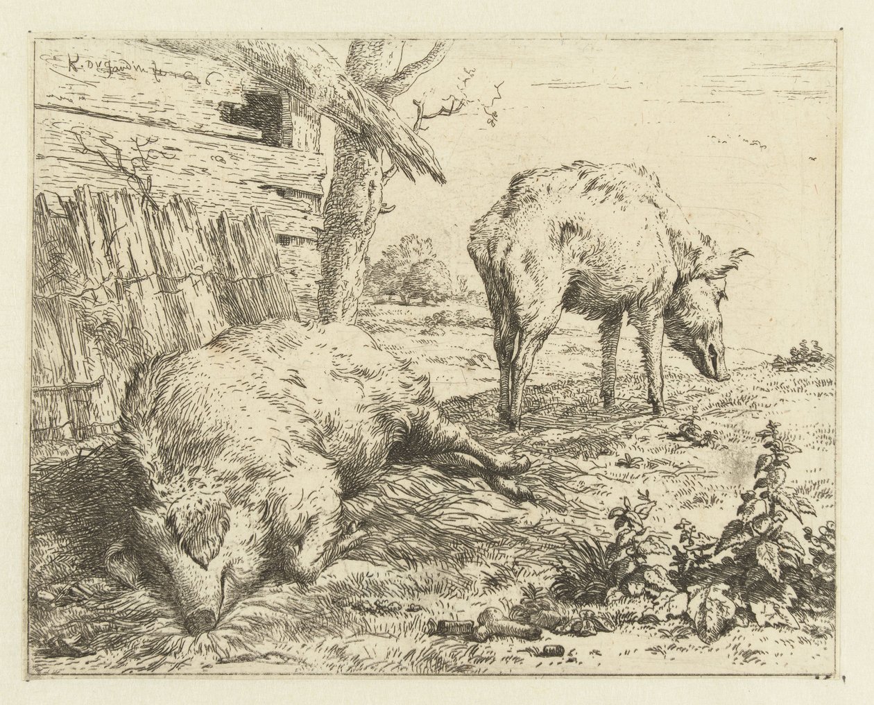 dos jabalíes de Karel Du Jardin