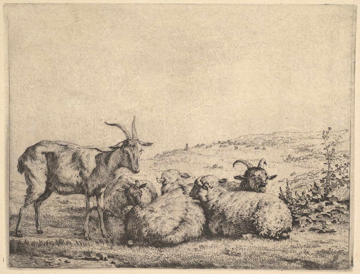 Dos cabras y tres ovejas de Karel Du Jardin