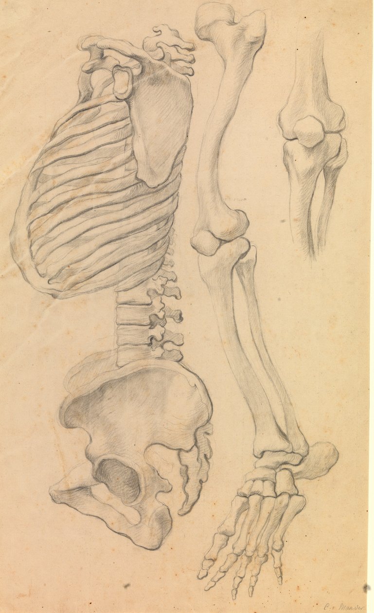 Columna vertebral con caja torácica y pelvis, perfil hacia la izquierda; además, huesos de una pierna izquierda desde la cadera hasta la punta del pie y detalle de una rodilla. (1662?) de Karel van III Mander