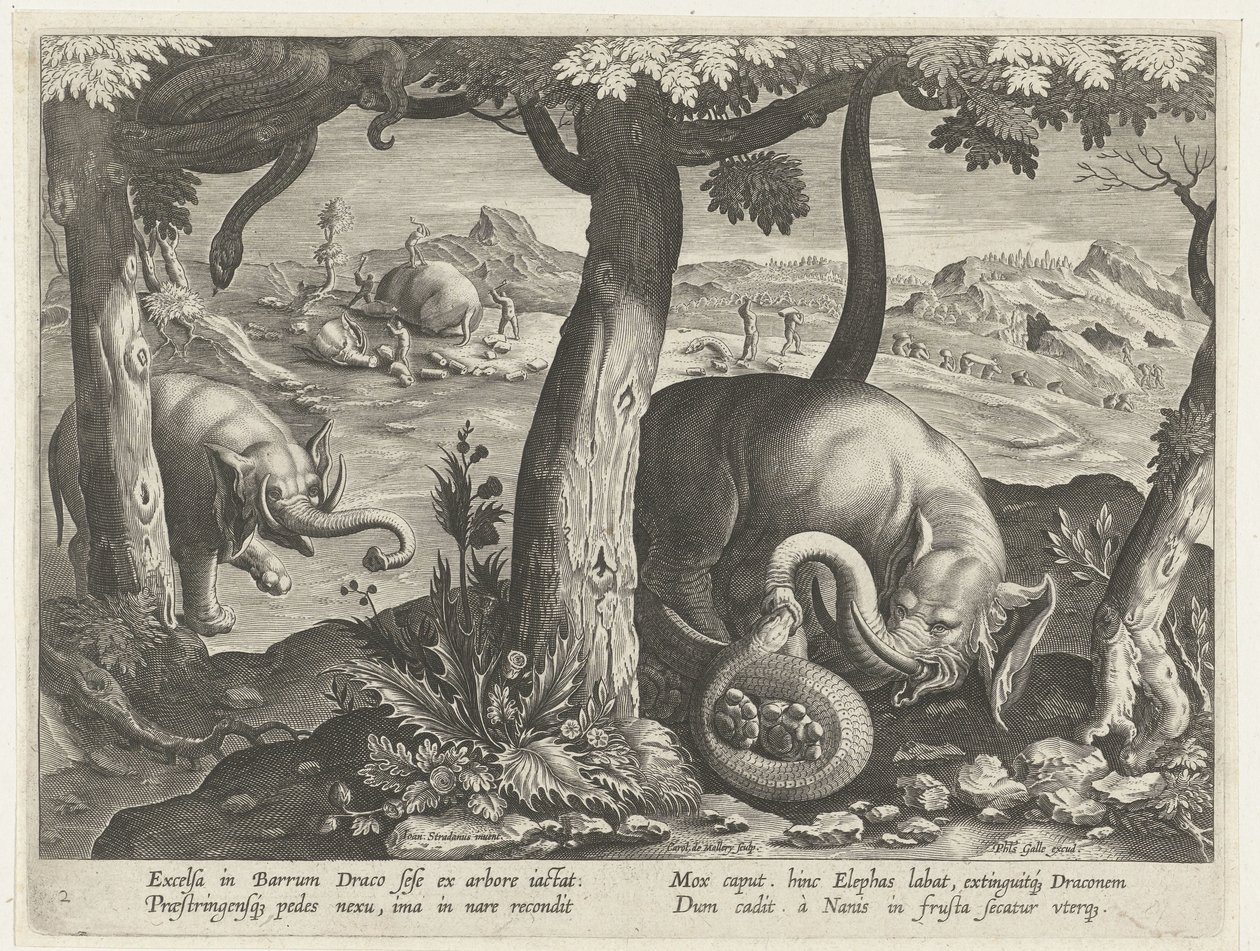 Elefante en lucha con serpiente
Escenas de caza (título de la serie)
Venationes Ferarum, auium, piscium pvgnae Bestiariorum (título de la serie) de Karel van Mallery (attributed to)
