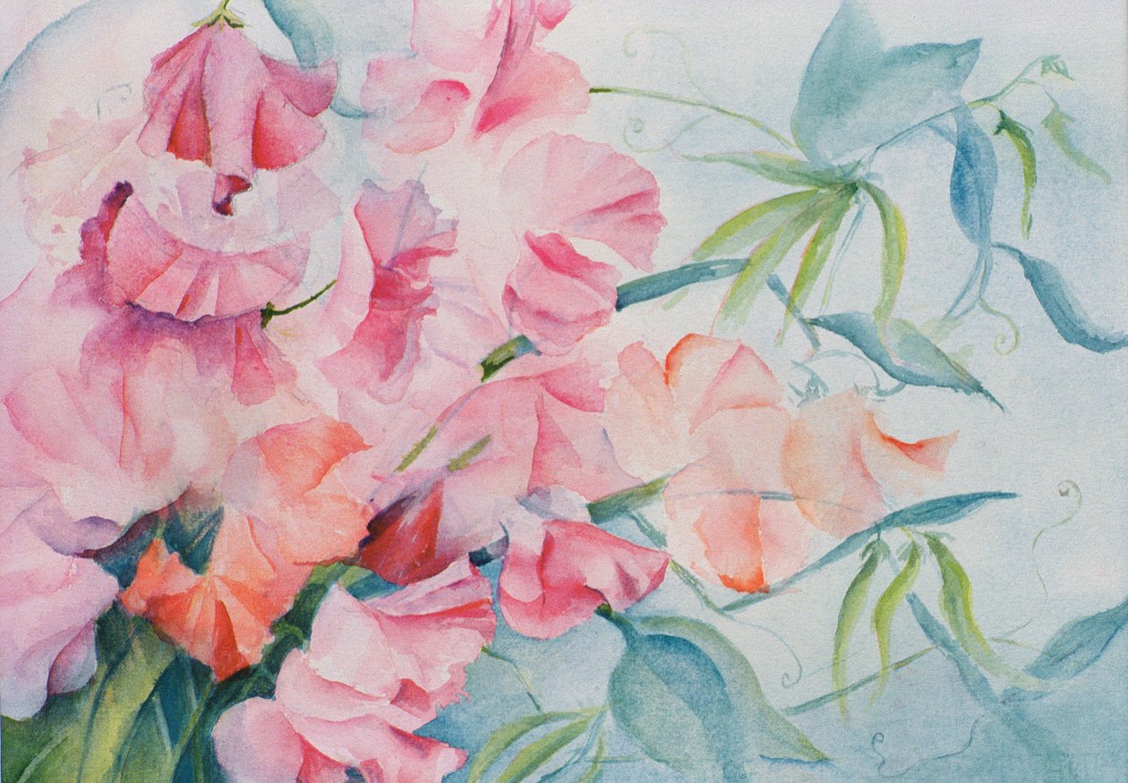 Lathyrus Odoratus, Guisante de olor (horizontal) de Karen Armitage