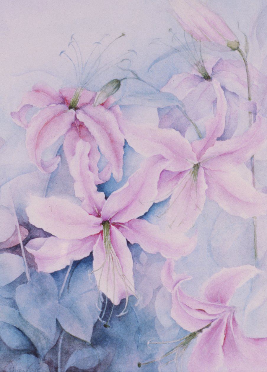 Lirios, Auratum rosado de Karen Armitage