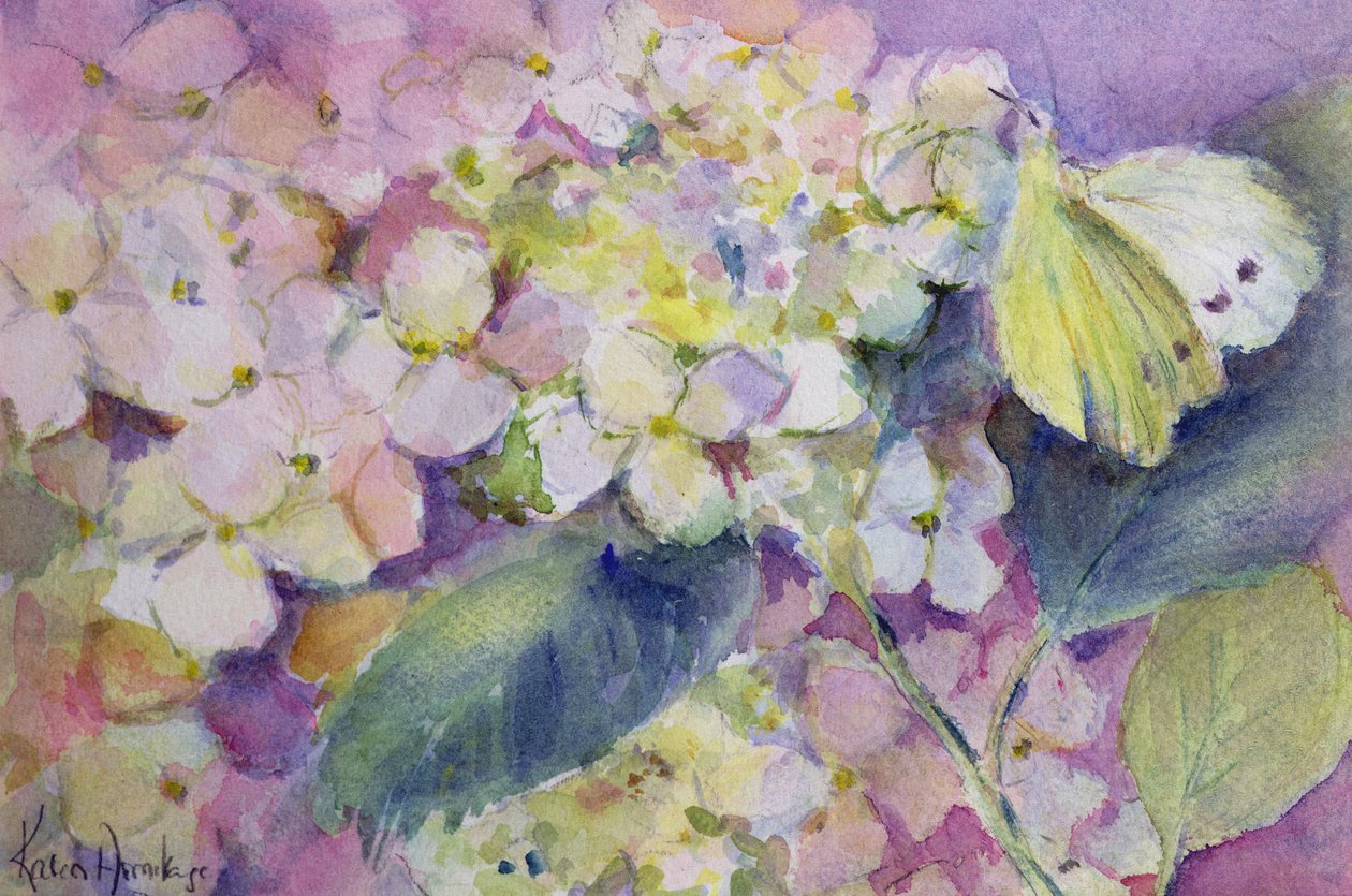 Mariposa amarilla pálida, Colias Hyale en hortensia de Karen Armitage