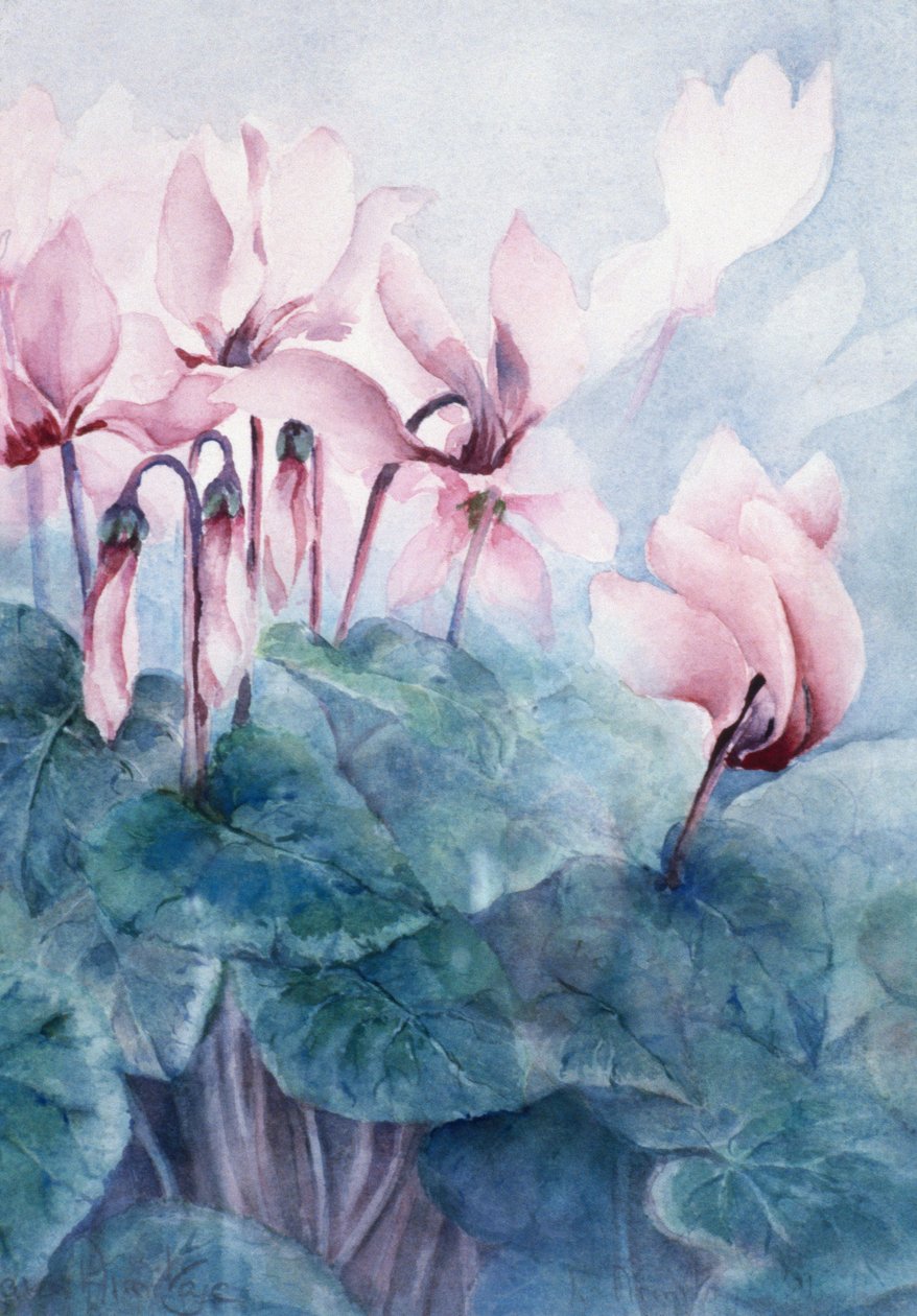 Ciclamen Rosa Pseudibericum de Karen Armitage