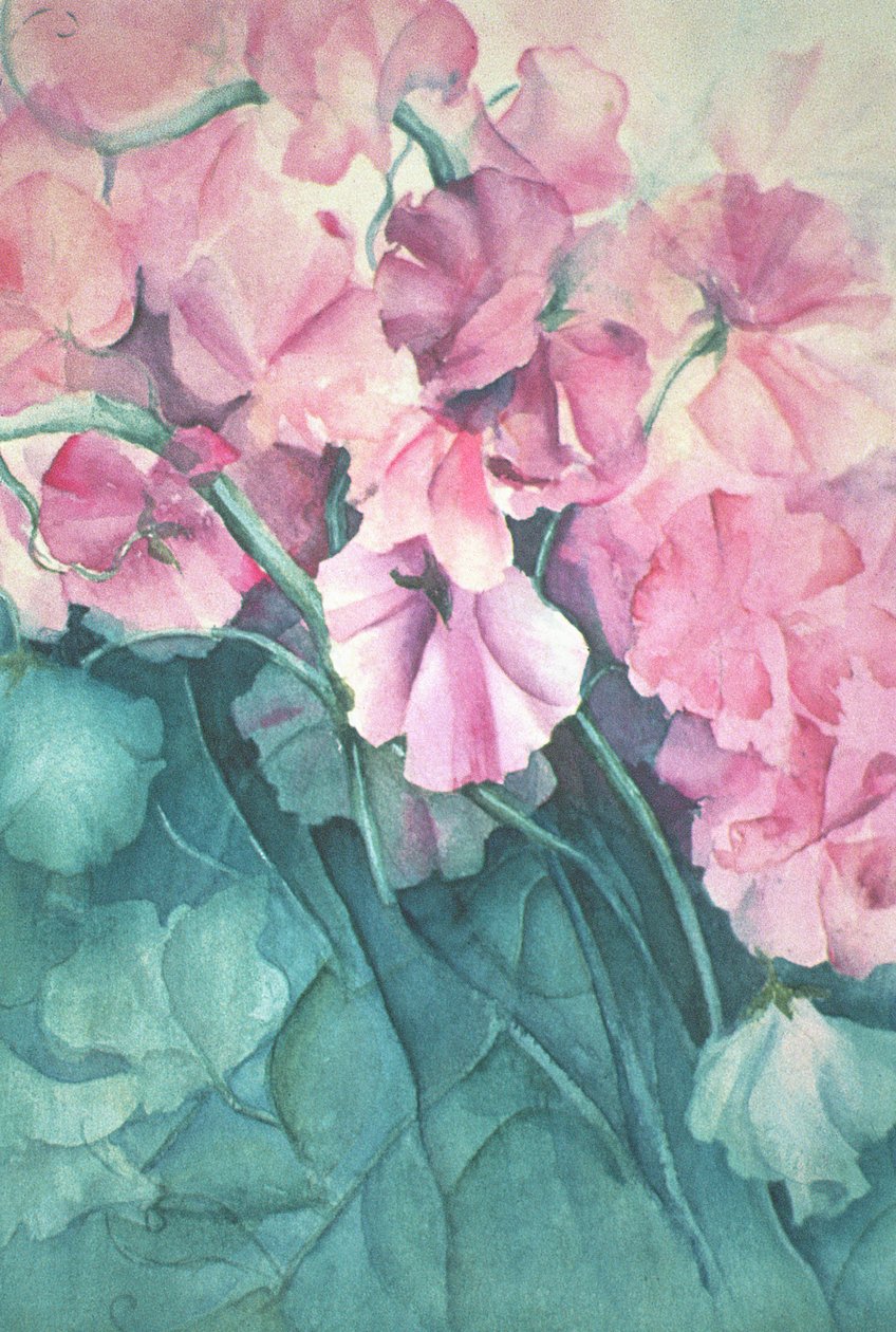 Guisantes de olor, Orgullo Rosa (vertical) de Karen Armitage
