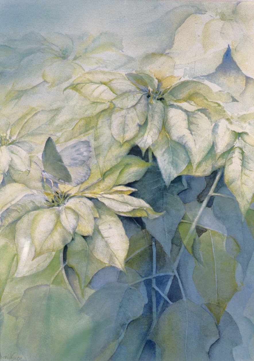 Poinsettia blanca (vertical) de Karen Armitage