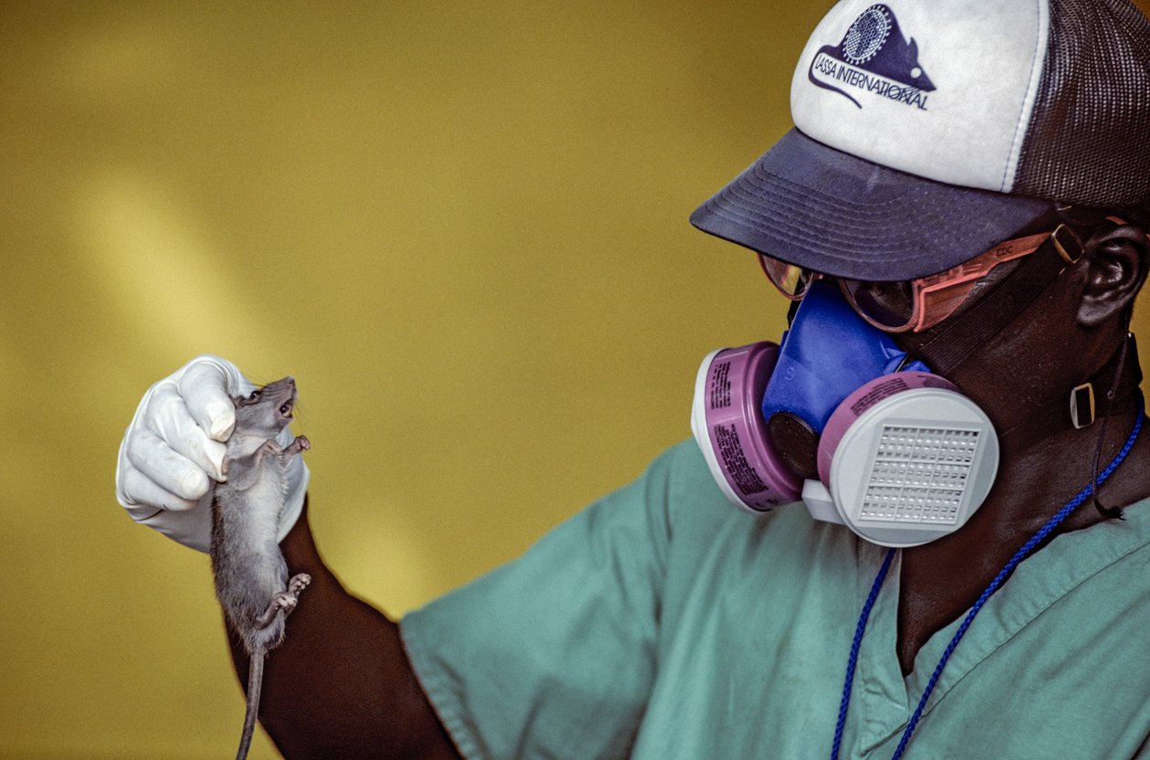Un técnico de laboratorio sostiene una rata de Lassa y lleva una mascarilla para evitar contraer la fiebre de Lassa. de Karen Kasmauski