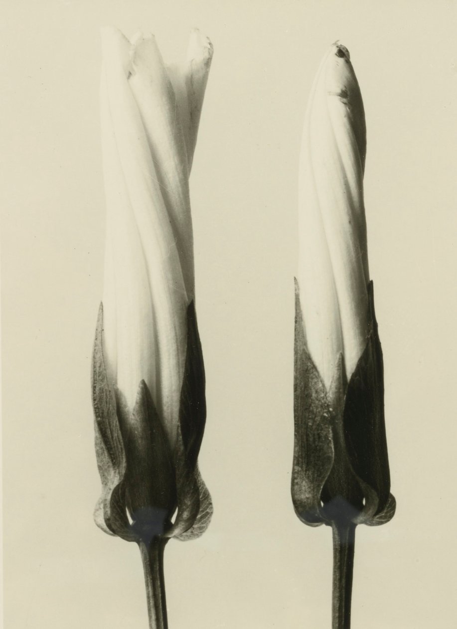 Calystegia sepium de Karl Blossfeldt