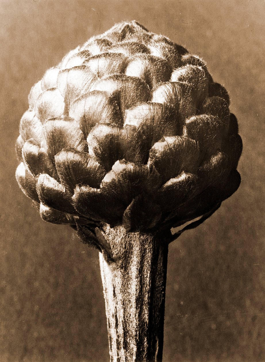Cynara cardunculus 1929 de Karl Blossfeldt