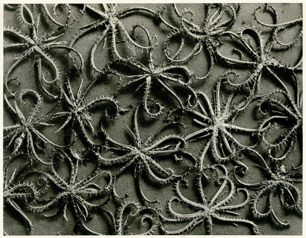 Koelpinia Linearis, 1929 de Karl Blossfeldt