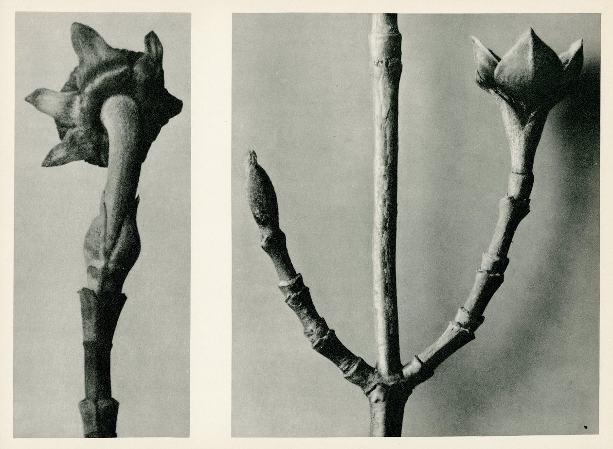 Estudio sin título, 1929 de Karl Blossfeldt