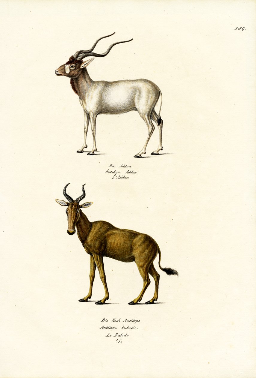 Addax, 1824 de Karl Joseph Brodtmann