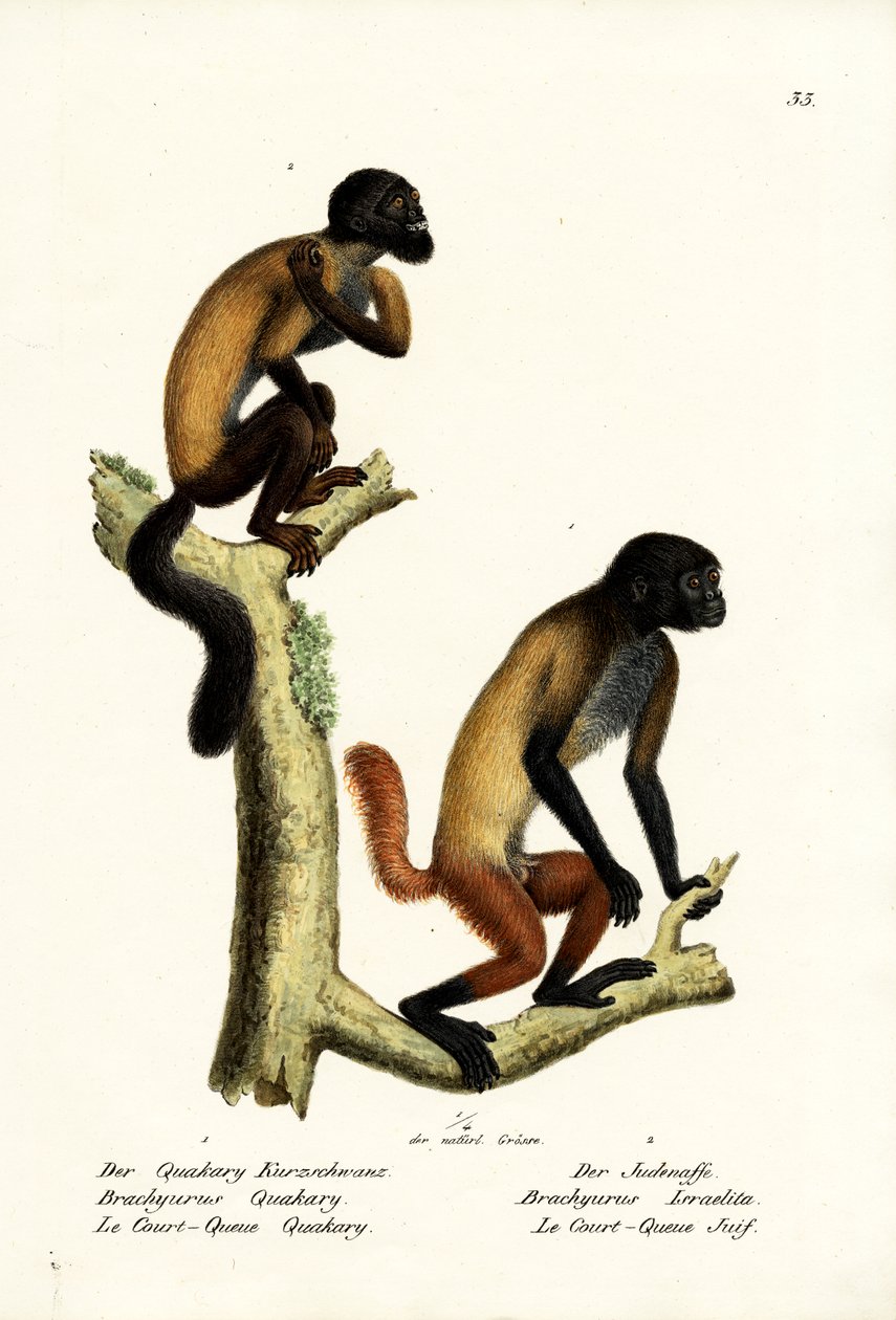 Saki barbudo, 1824 de Karl Joseph Brodtmann