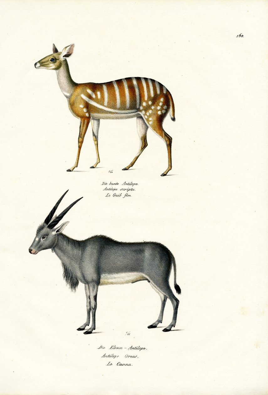 Antílope, 1824 de Karl Joseph Brodtmann