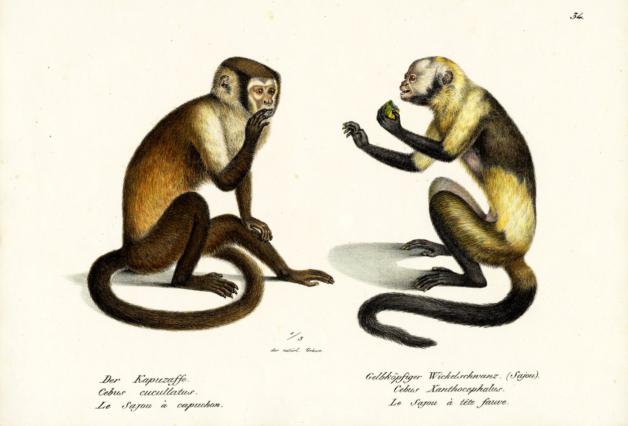 Mono capuchino, 1824 de Karl Joseph Brodtmann