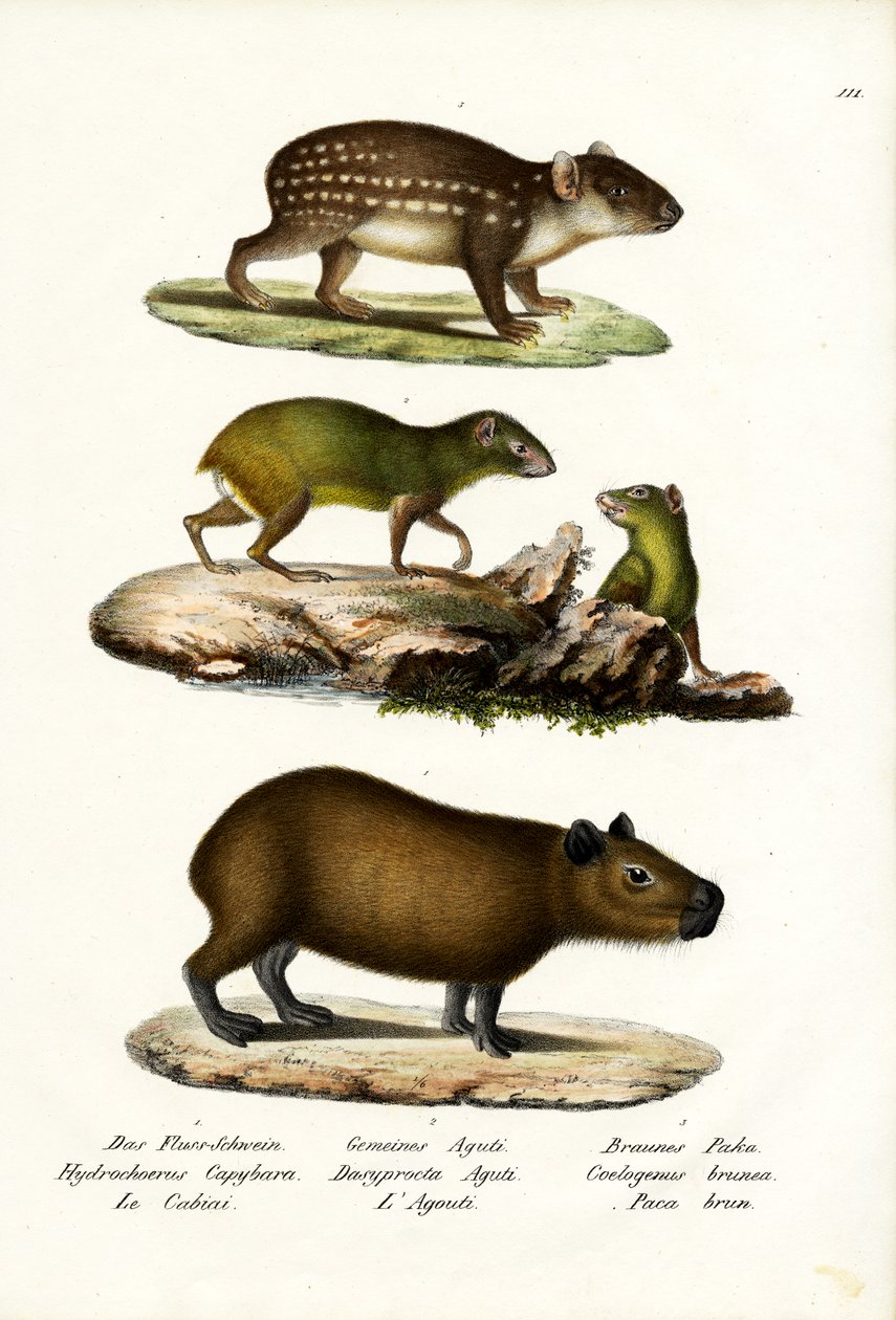 Capibara, 1824 de Karl Joseph Brodtmann