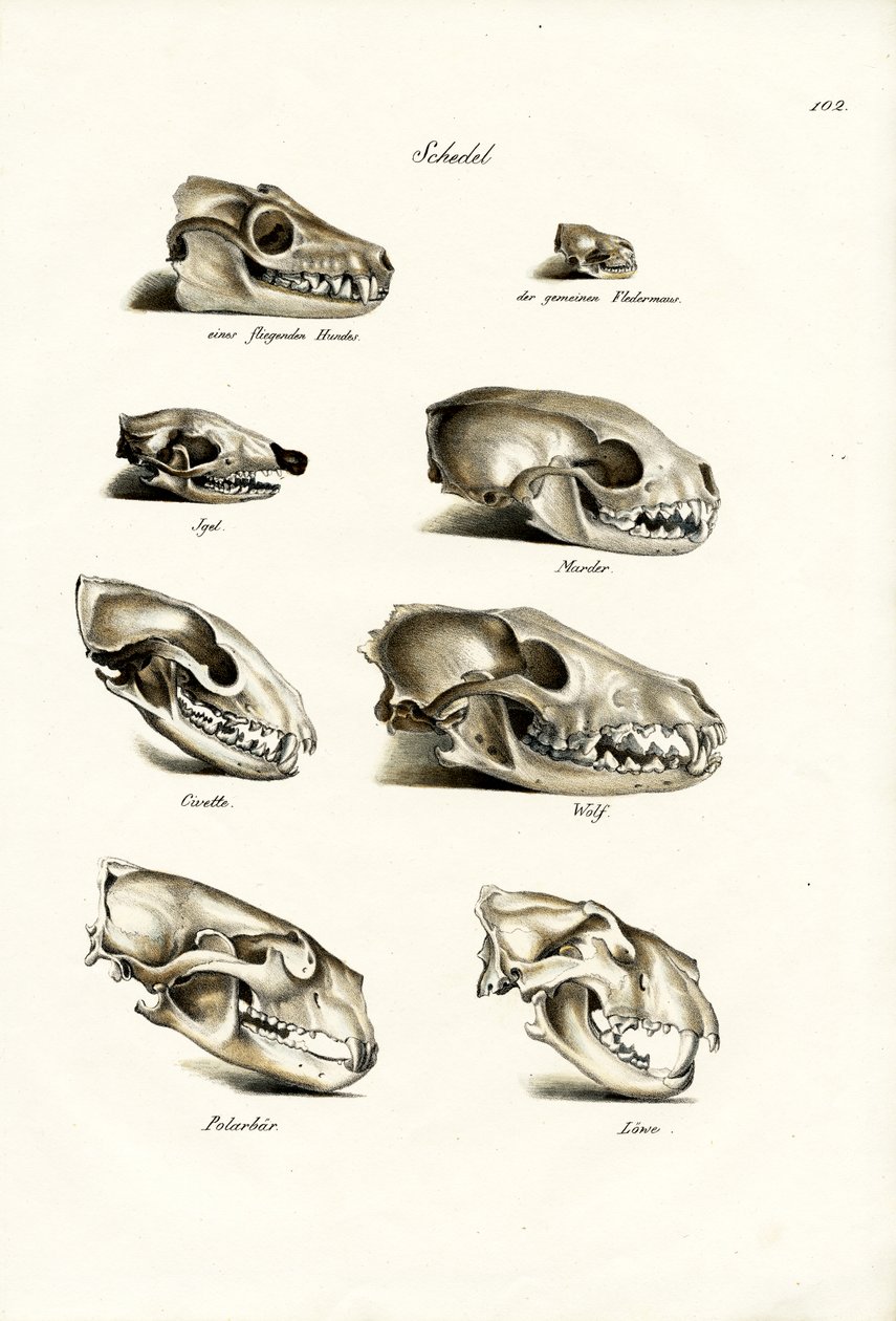Cráneos de Carnívoros, 1824 de Karl Joseph Brodtmann