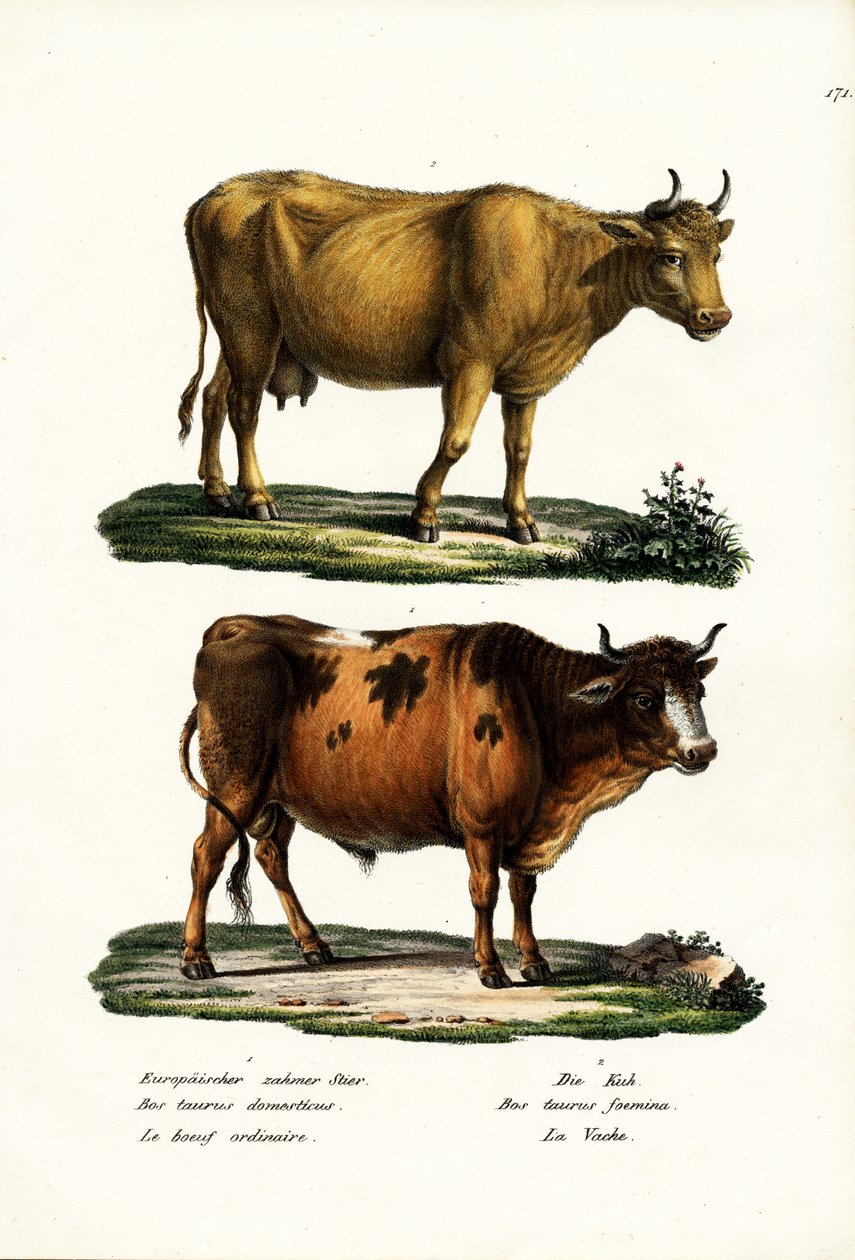 Ganado, 1824 de Karl Joseph Brodtmann