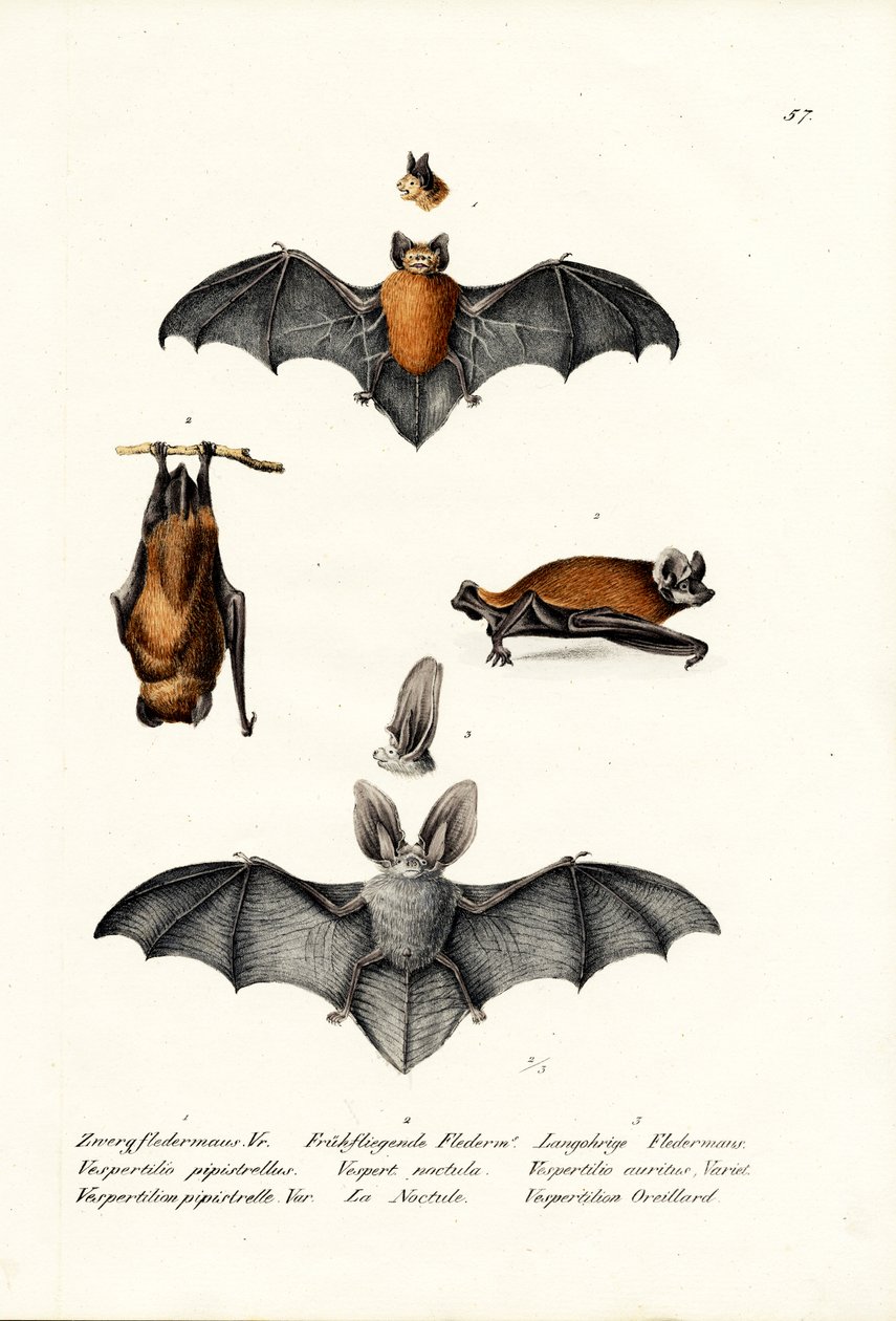 Pipistrelo común, 1824 de Karl Joseph Brodtmann