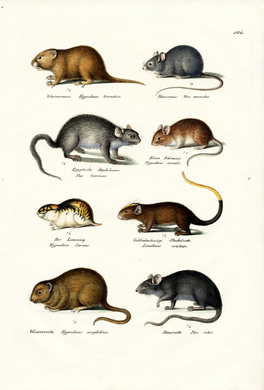 Diferentes tipos de ratones, 1824 de Karl Joseph Brodtmann