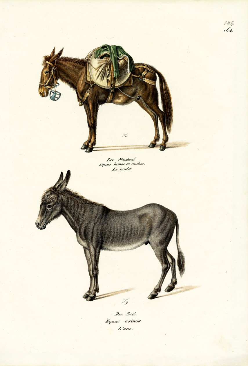 Burro, 1824 de Karl Joseph Brodtmann