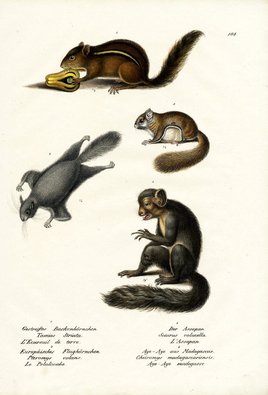 Ardilla listada oriental, 1824 de Karl Joseph Brodtmann