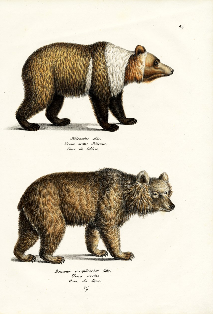 Oso pardo europeo, 1824 de Karl Joseph Brodtmann