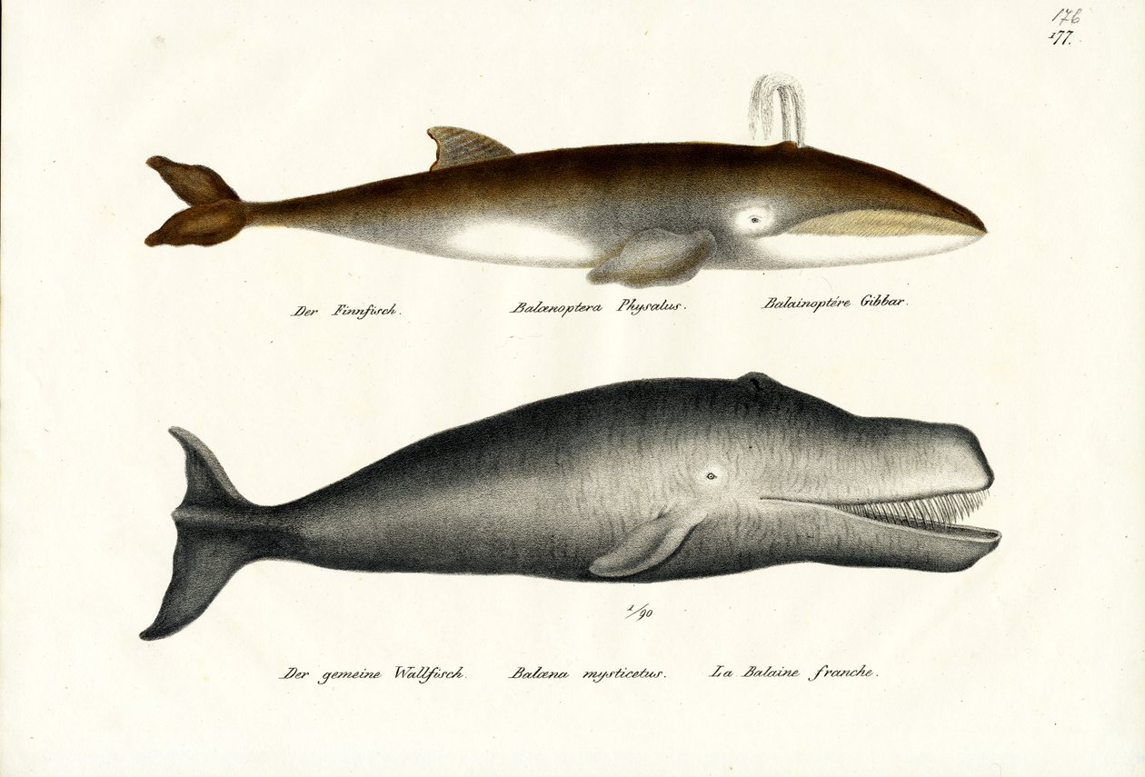 Ballena de aleta, 1824 de Karl Joseph Brodtmann