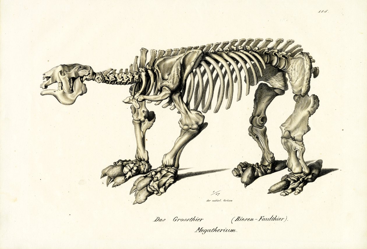 Perezoso gigante, 1824 de Karl Joseph Brodtmann