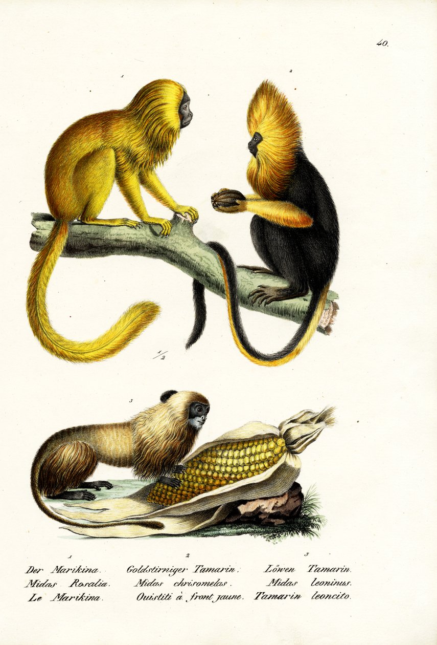 Tití león dorado, 1824 de Karl Joseph Brodtmann