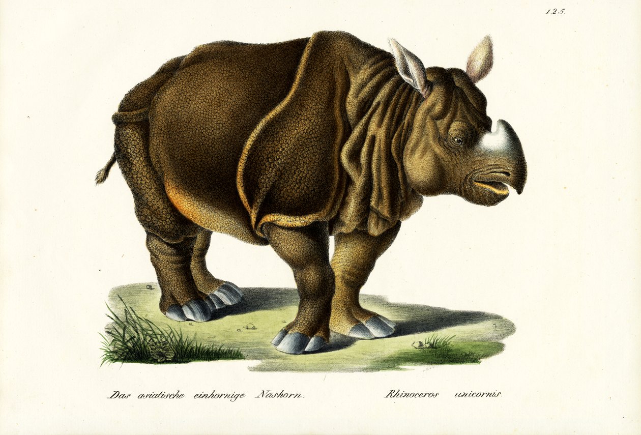 Rinoceronte indio mayor, 1824 de Karl Joseph Brodtmann