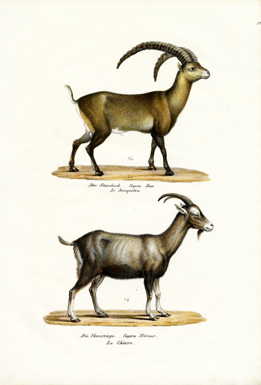 Íbice, 1824 de Karl Joseph Brodtmann